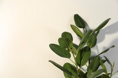 Green ficus near white wall, space for text. Beautiful houseplant