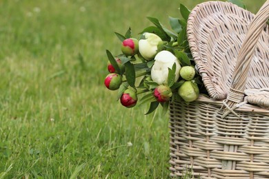 Photo of Many beautiful peony buds in basket on green grass outdoors, closeup. Space for text