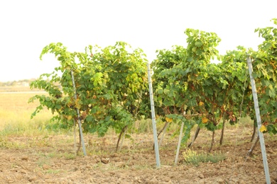 View of vineyard rows with fresh ripe juicy grapes on sunny day