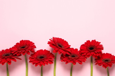 Photo of Beautiful bright red gerbera flowers on pink background, flat lay. Space for text