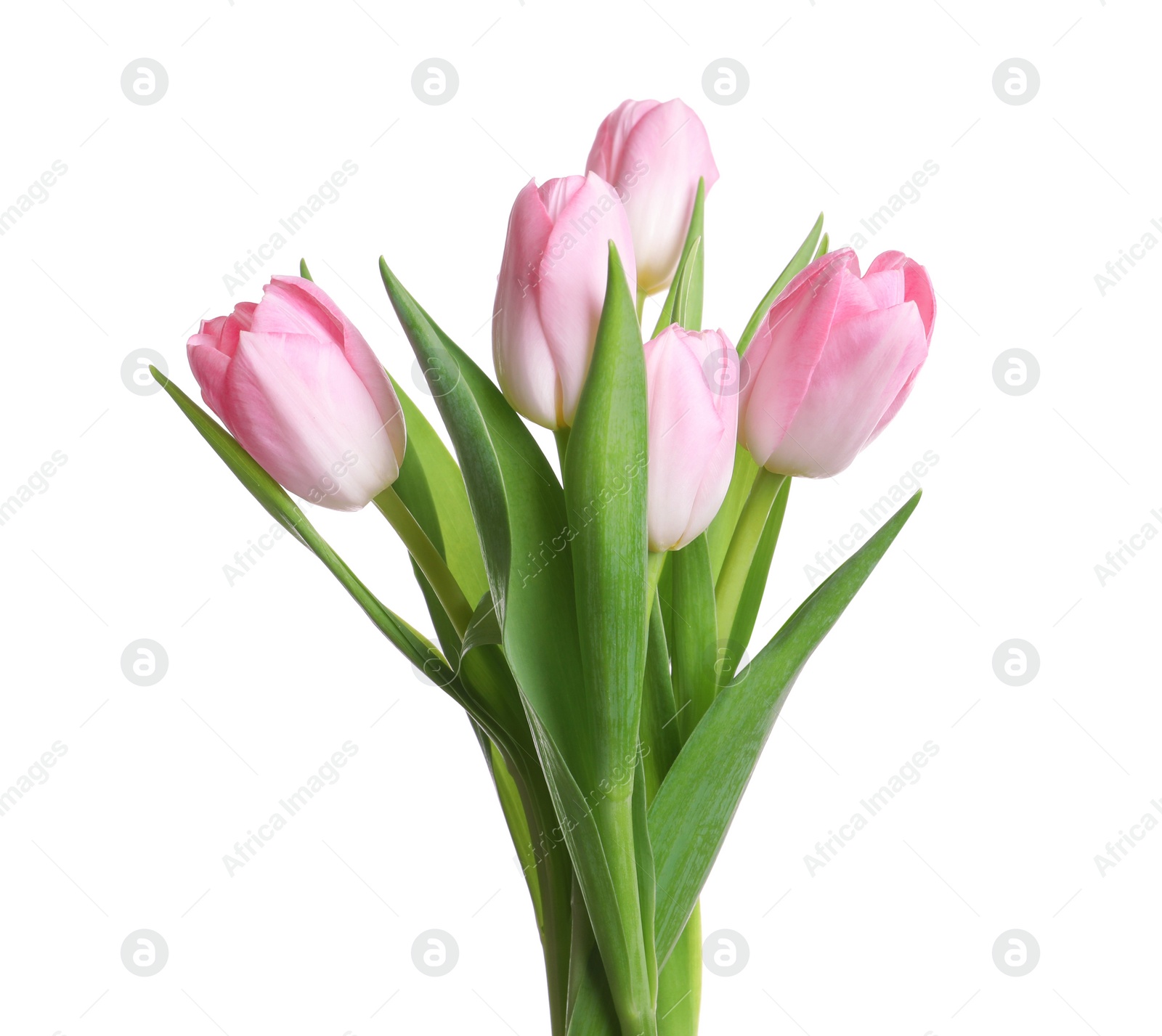 Photo of Beautiful bouquet of tulips isolated on white