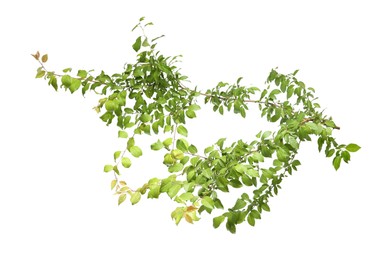 Photo of Branch of tree with young fresh green leaves isolated on white. Spring season