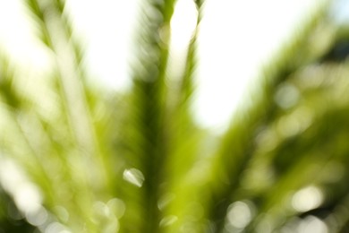 Blurred view of palm leaves on sunny day outdoors. Bokeh effect