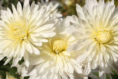 Photo of Beautiful chrysanthemum flowers growing outdoors, closeup view