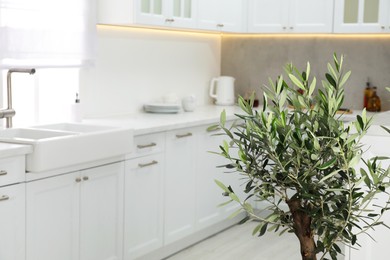 Beautiful olive tree in stylish kitchen. Interior design