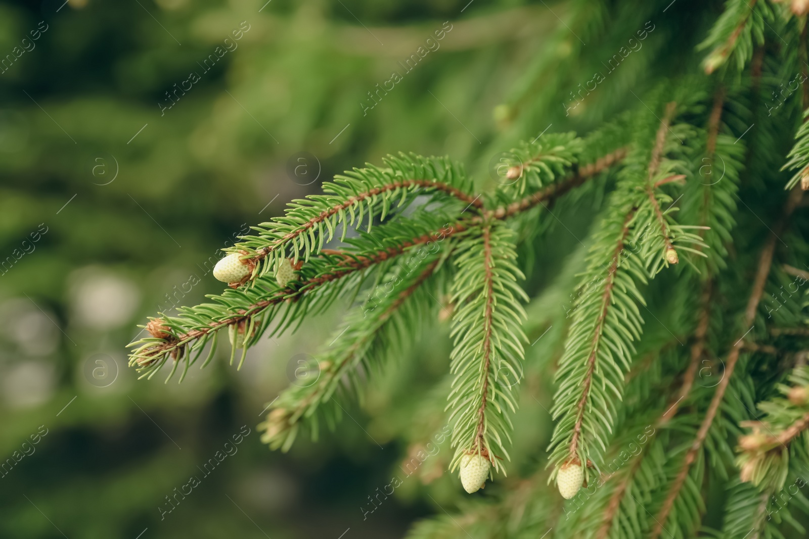 Photo of Green branches of beautiful conifer tree with small cones outdoors, closeup