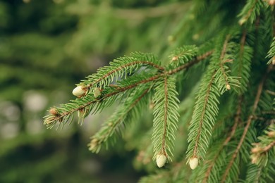 Green branches of beautiful conifer tree with small cones outdoors, closeup