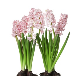 Beautiful spring hyacinth flowers isolated on white