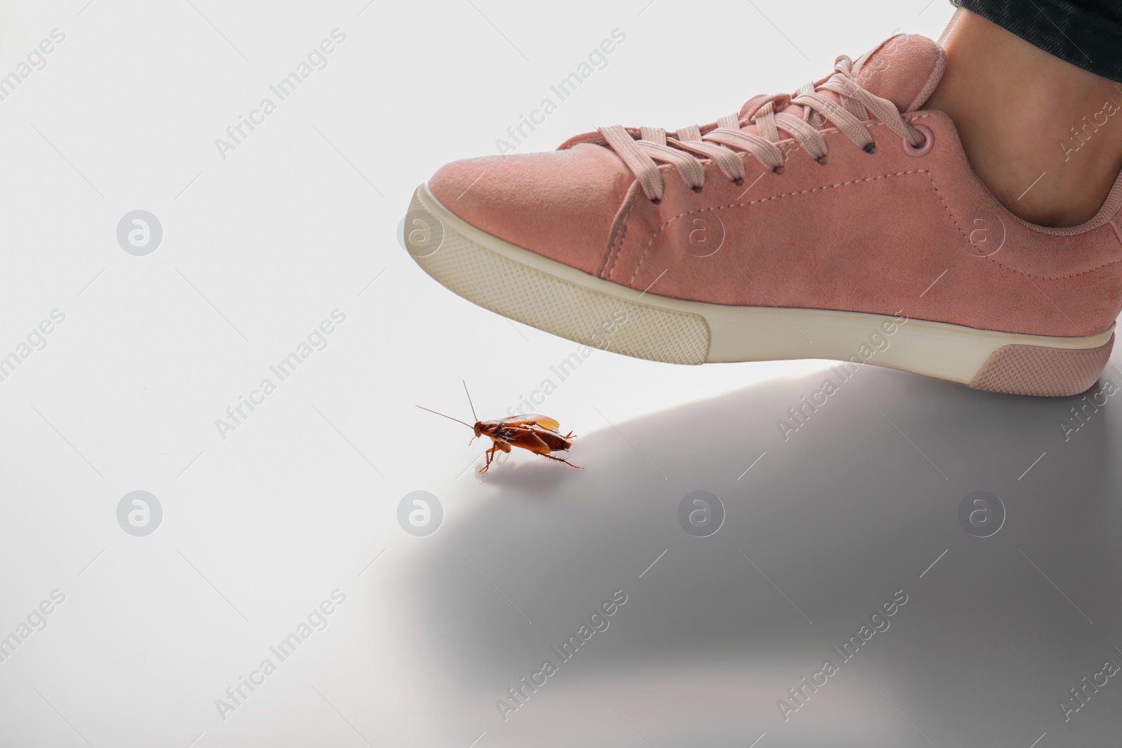 Photo of Woman crushing cockroach with feet on white background, closeup. Pest control