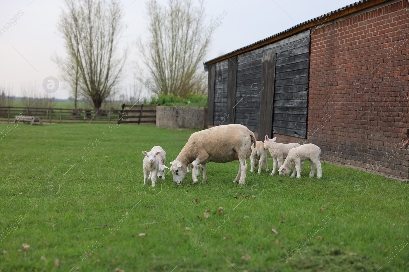 Photo of Beautiful sheep with cute lambs in farmyard