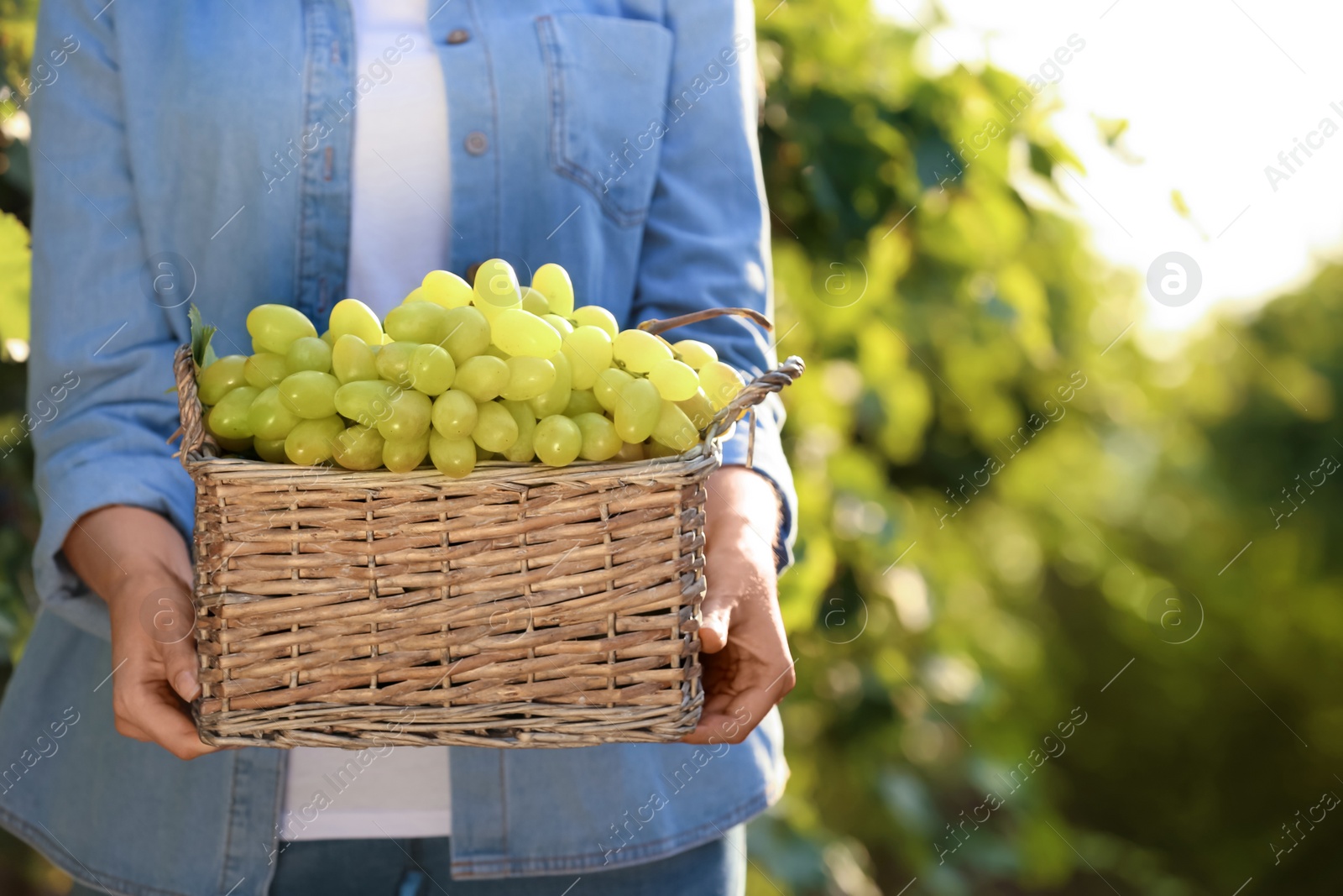 Photo of Woman holding basket with fresh ripe juicy grapes in vineyard, closeup