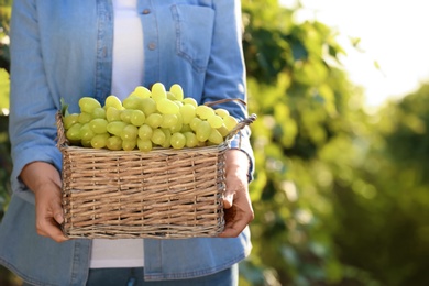 Photo of Woman holding basket with fresh ripe juicy grapes in vineyard, closeup