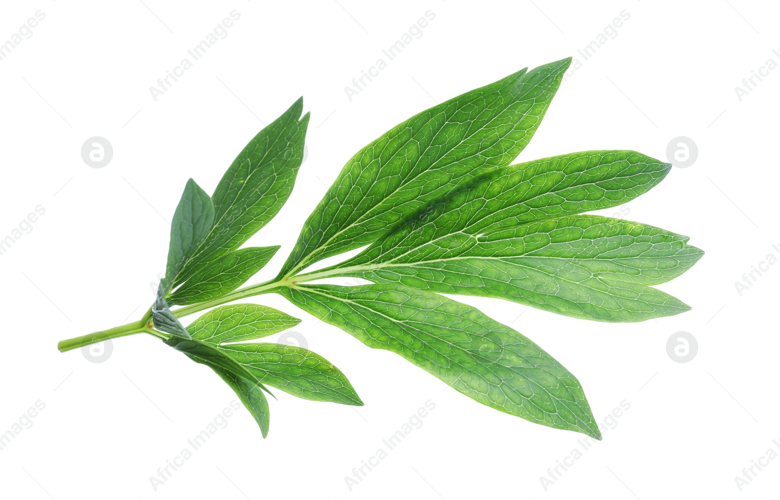 Photo of Fresh leaves of peony plant isolated on white