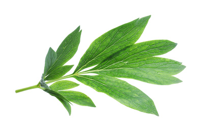 Fresh leaves of peony plant isolated on white