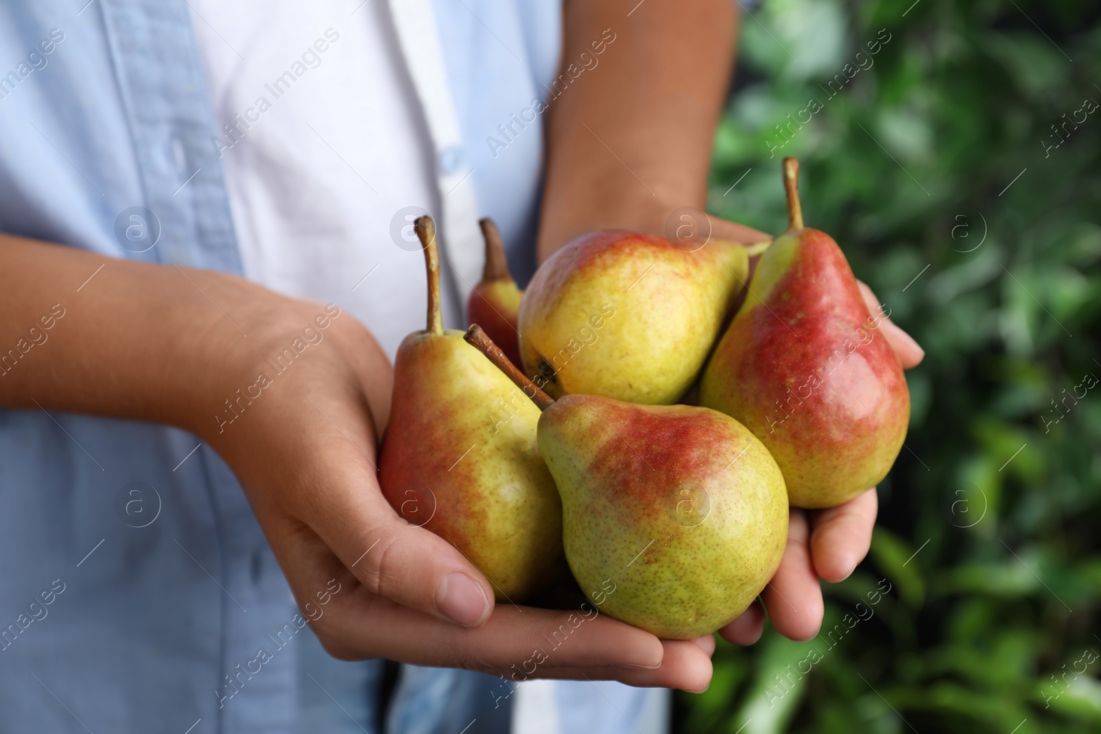 Photo of Farmer holding fresh ripe pears outdoors, closeup