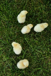 Photo of Cute fluffy baby chickens on green grass, top view. Farm animals