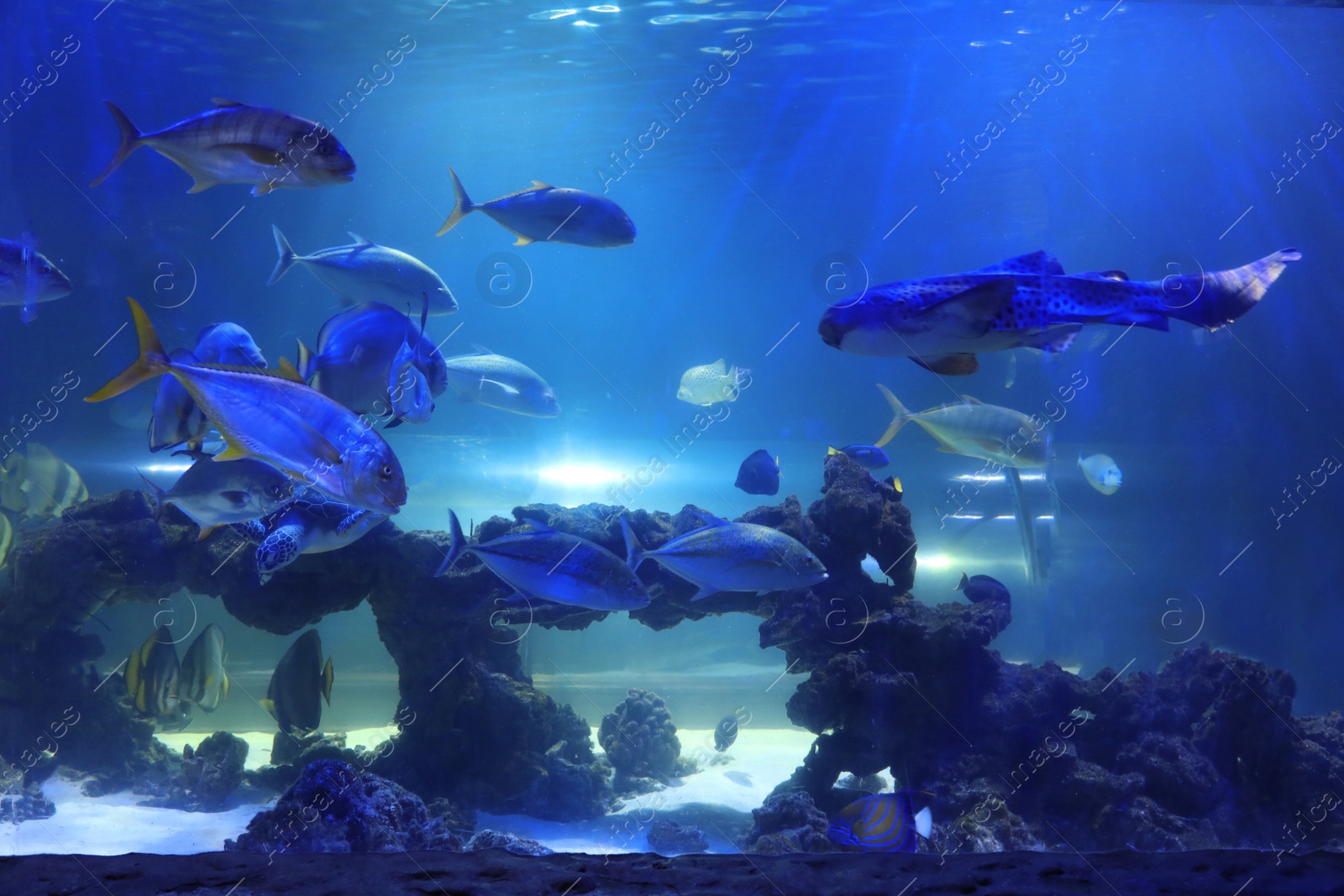 Photo of Different tropical fishes and turtle swimming in clear aquarium water