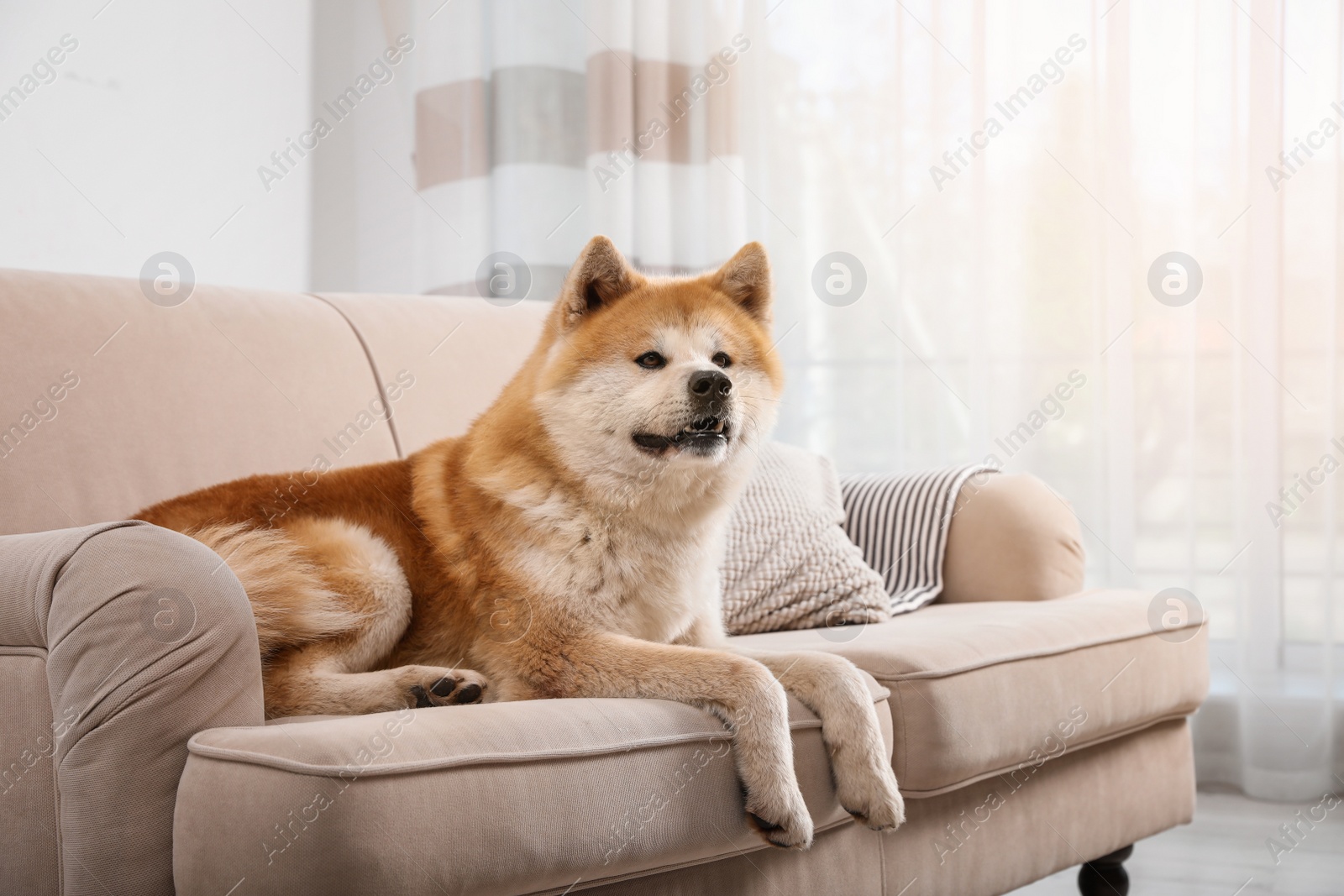 Photo of Cute Akita Inu dog on sofa in living room