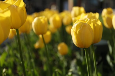 Beautiful yellow tulips growing outdoors on sunny day, closeup. Spring season