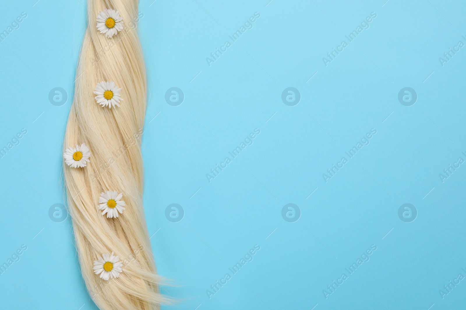 Photo of Lock of healthy blond hair with flowers on light blue background, top view. Space for text
