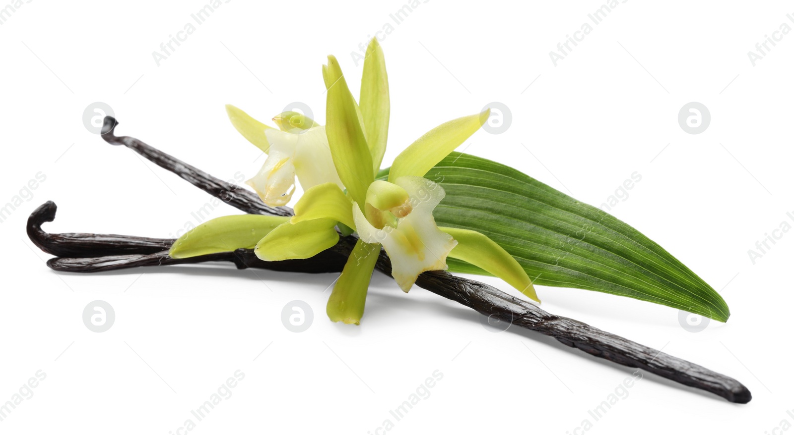 Photo of Vanilla pods, beautiful flowers and green leaf isolated on white