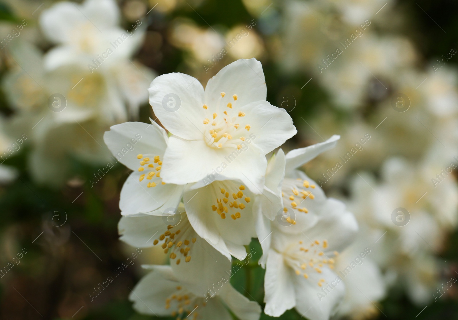 Photo of Beautiful blooming white jasmine shrub outdoors, closeup