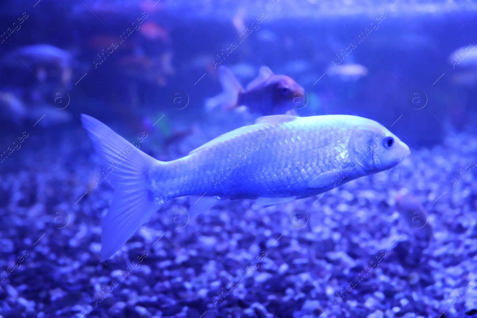 Photo of Beautiful small catfish in clear aquarium water