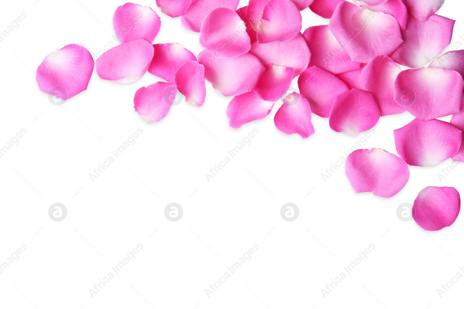 Photo of Many pink rose petals on white background, top view