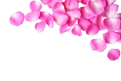 Many pink rose petals on white background, top view