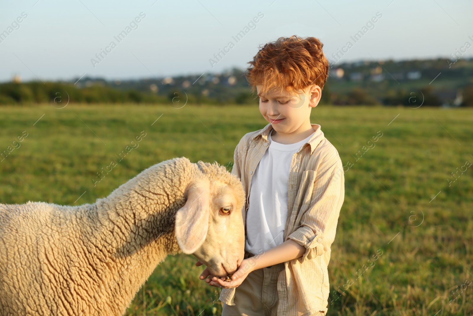 Photo of Boy feeding sheep on green pasture. Farm animal