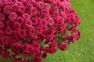 Beautiful bouquet of chrysanthemum flowers on colorful background, closeup