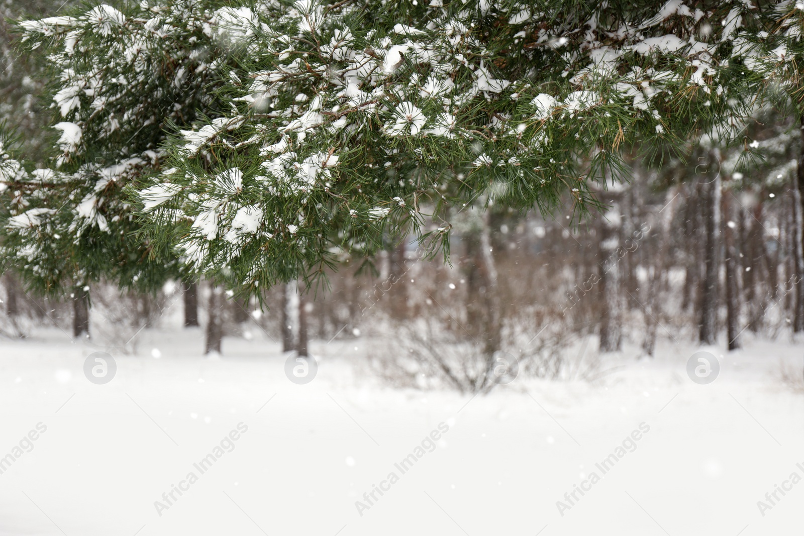 Photo of Coniferous branches covered with fresh snow, closeup