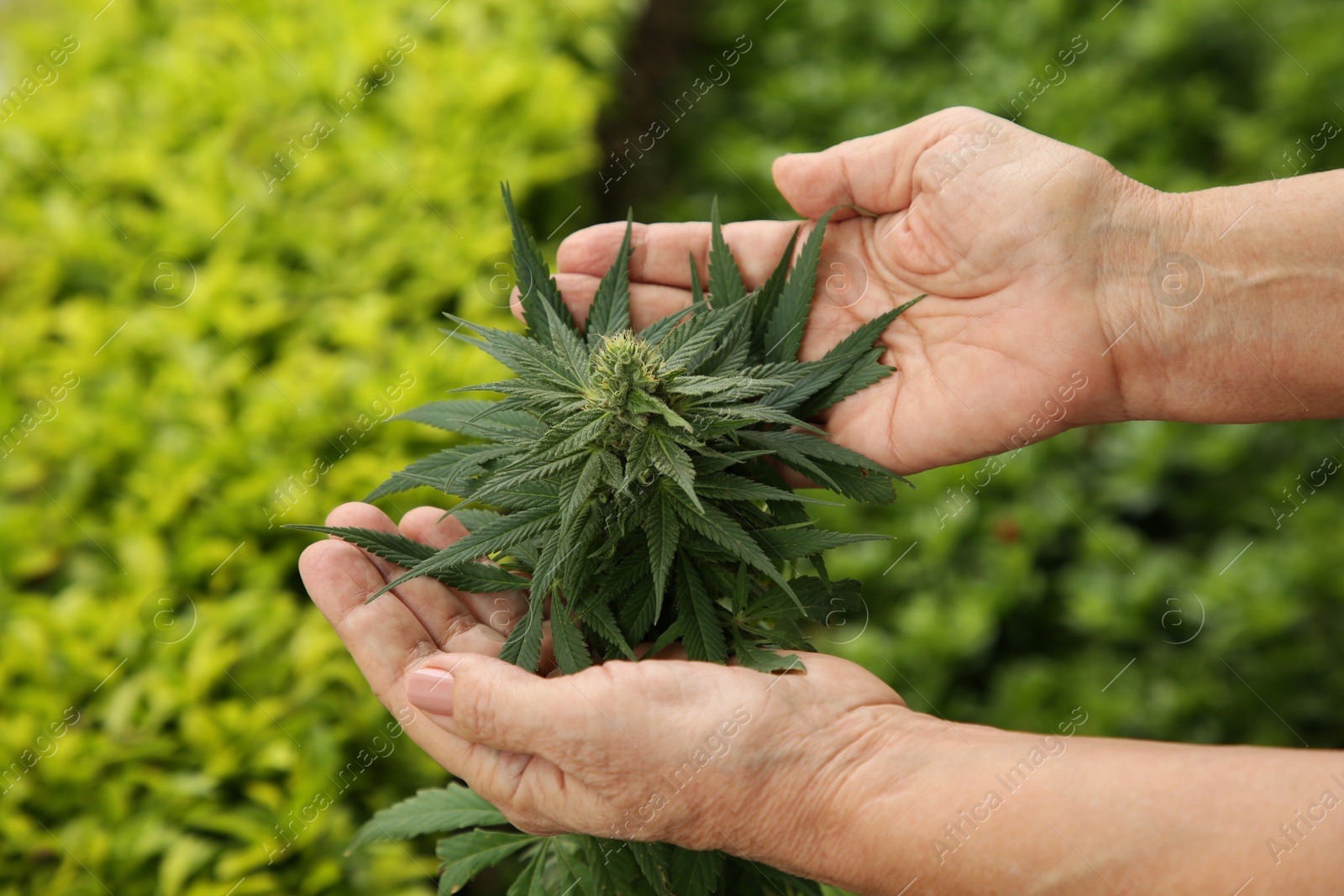 Photo of Woman near green organic hemp plant outdoors, closeup