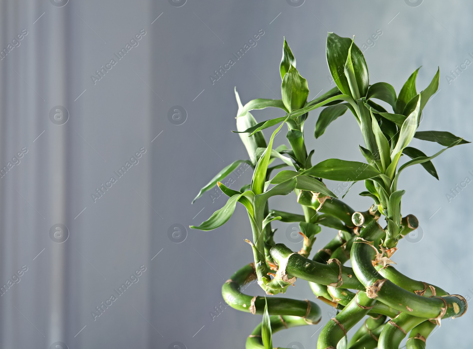 Photo of Green bamboo plant on color background. Space for text