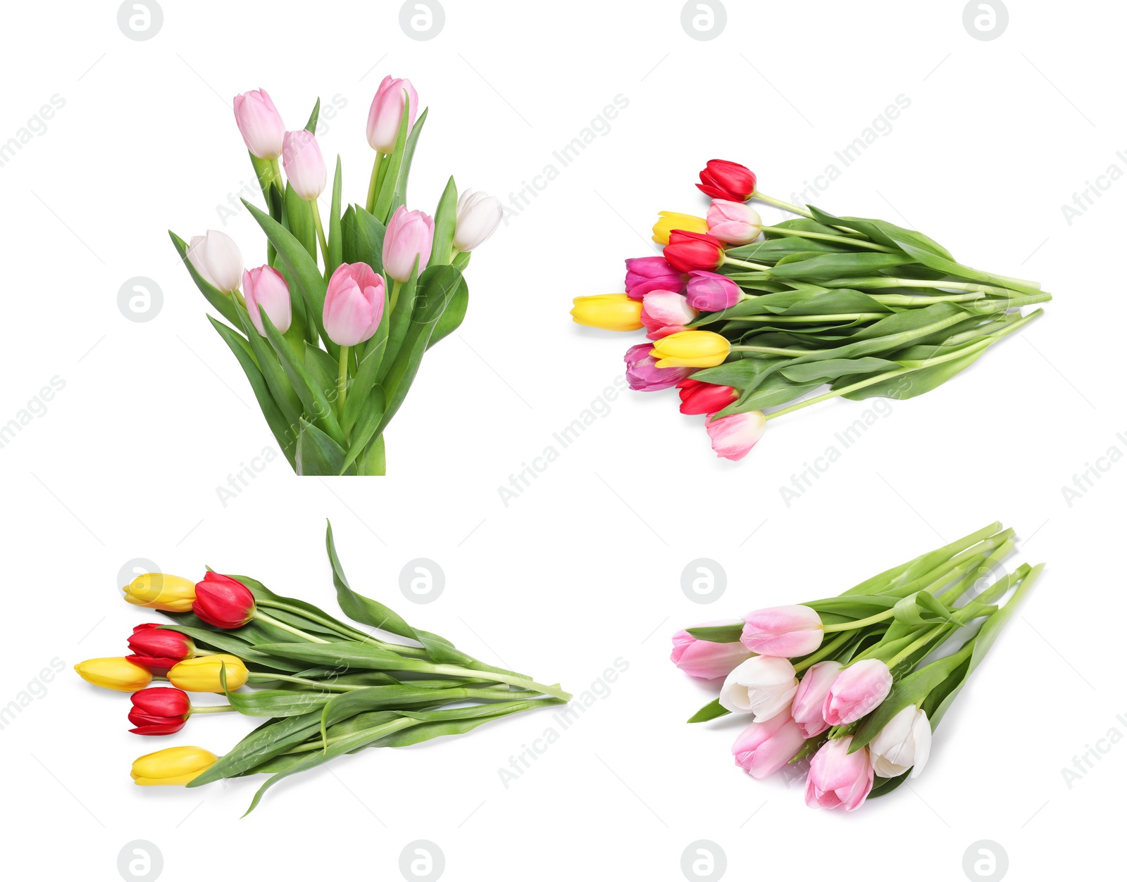 Image of Beautiful bouquets of tulip flowers isolated on white, set