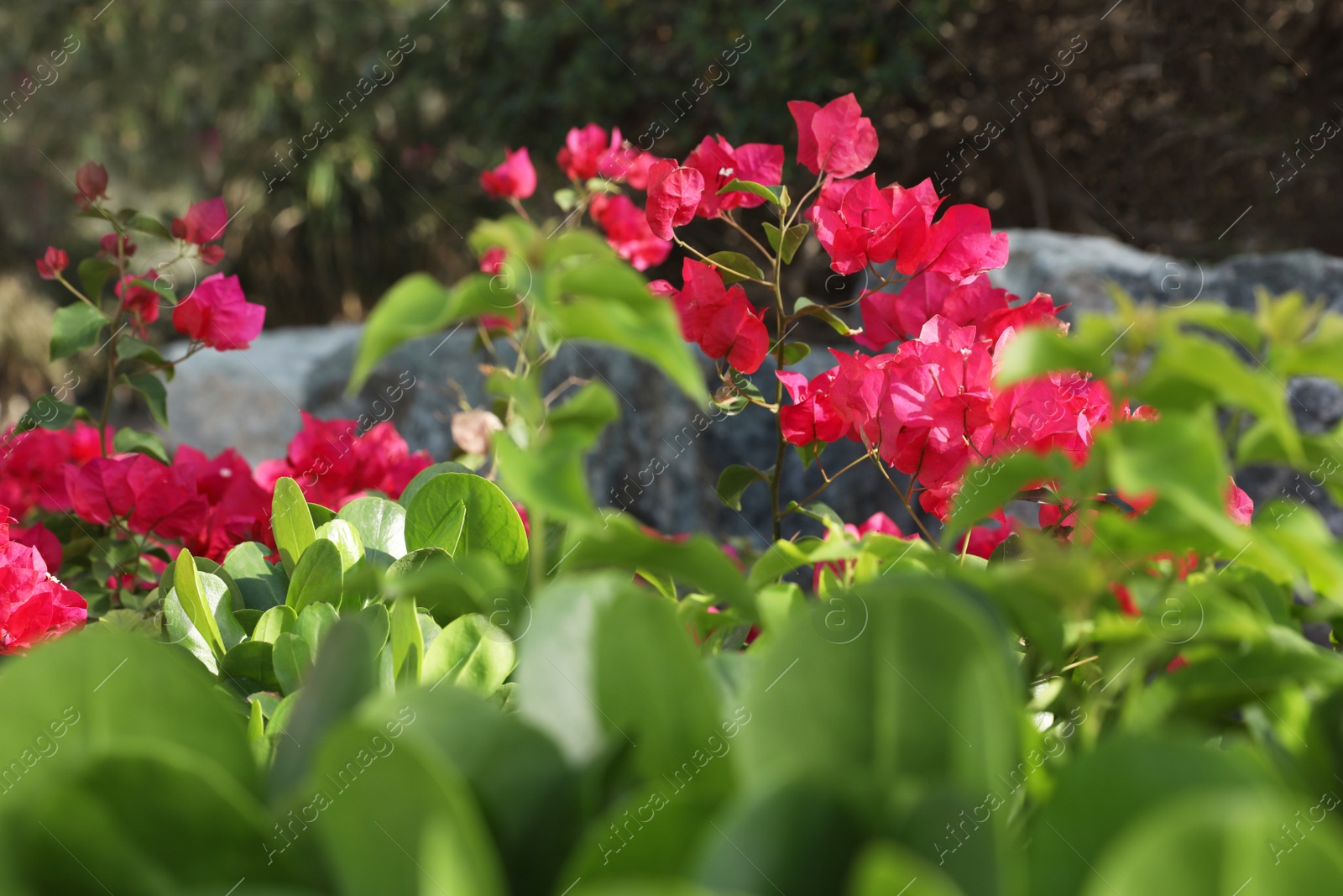 Photo of Beautiful tropical plant with flowers outdoors on sunny day