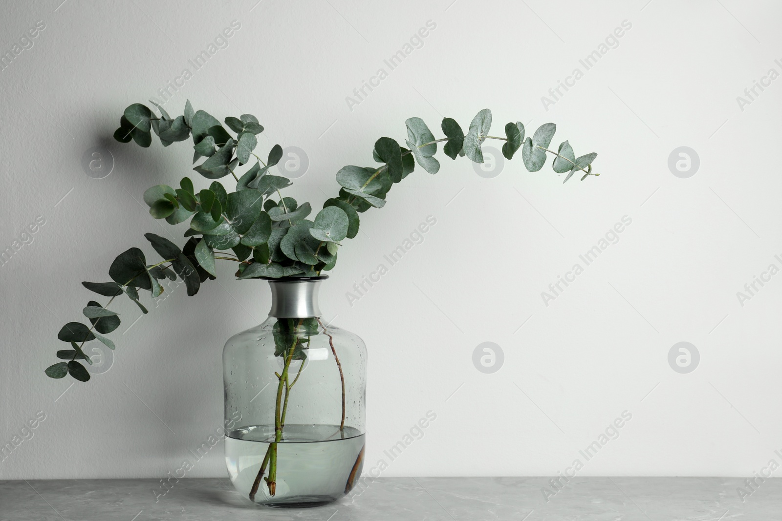 Photo of Beautiful eucalyptus branches in glass vase on grey table against white background. Space for text