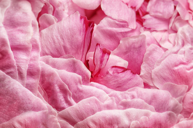 Photo of Closeup view of beautiful blooming peony as background. Floral decor