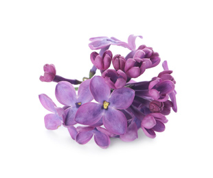 Photo of Beautiful purple lilac blossom isolated on white