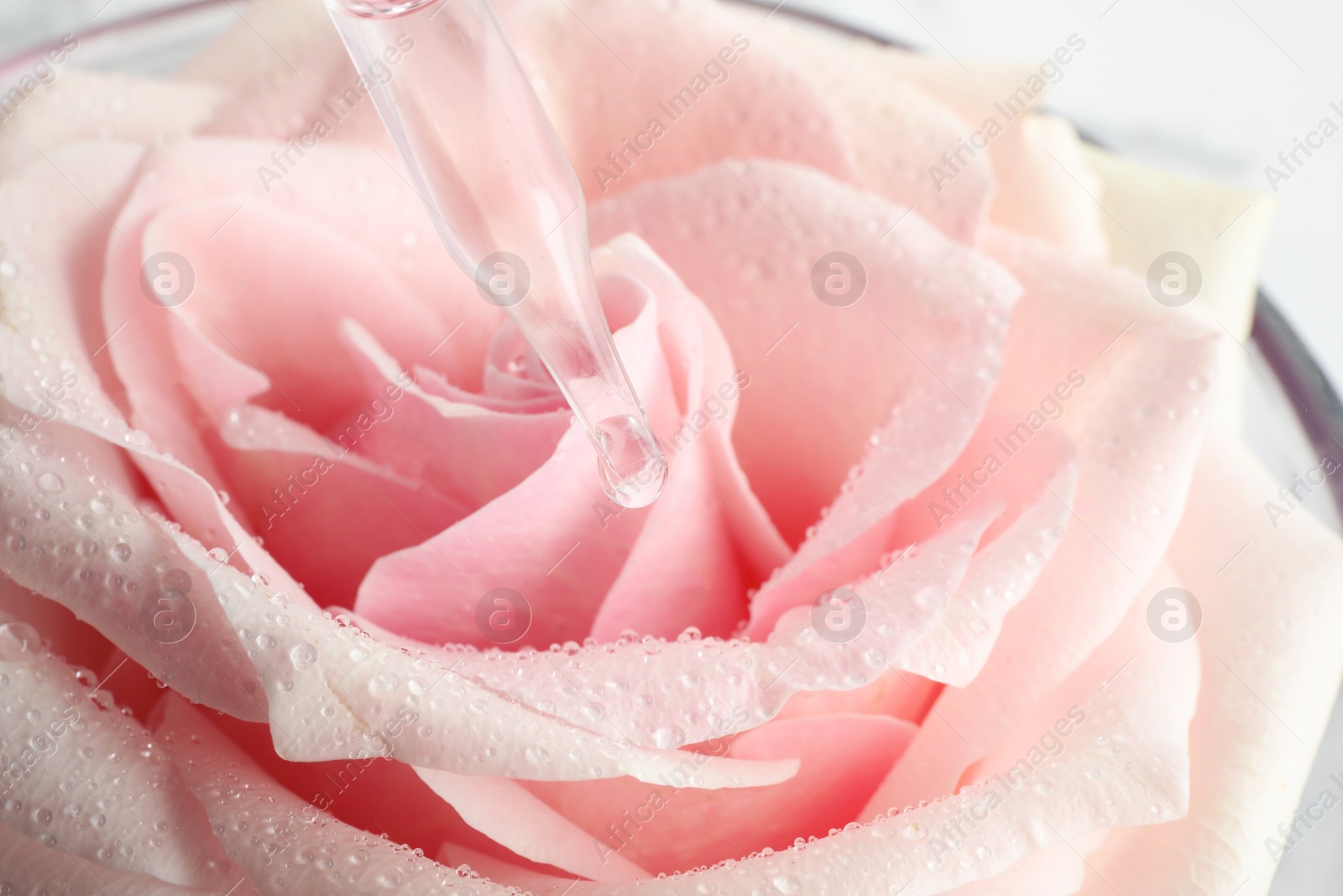 Photo of Dripping essential oil onto fresh rose in glass bowl, closeup