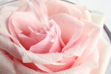 Photo of Dripping essential oil onto fresh rose in glass bowl, closeup