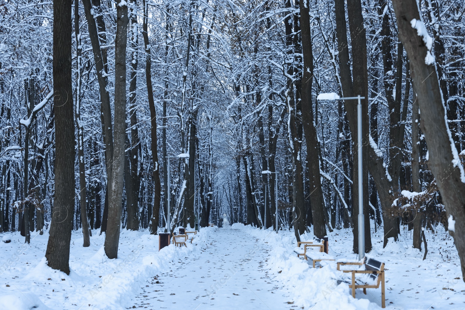 Photo of Wooden benches near pathway in winter park