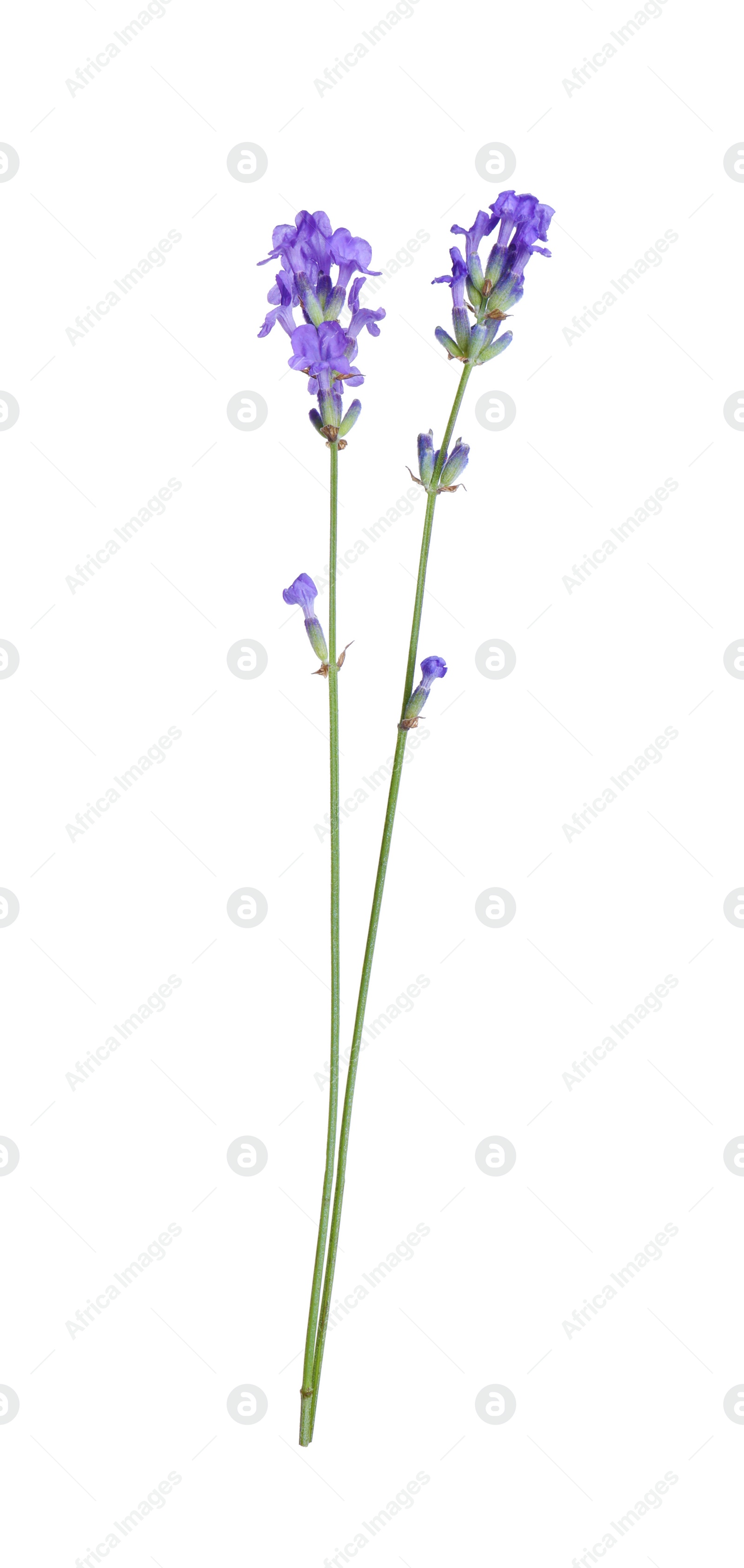 Photo of Beautiful blooming lavender flowers isolated on white