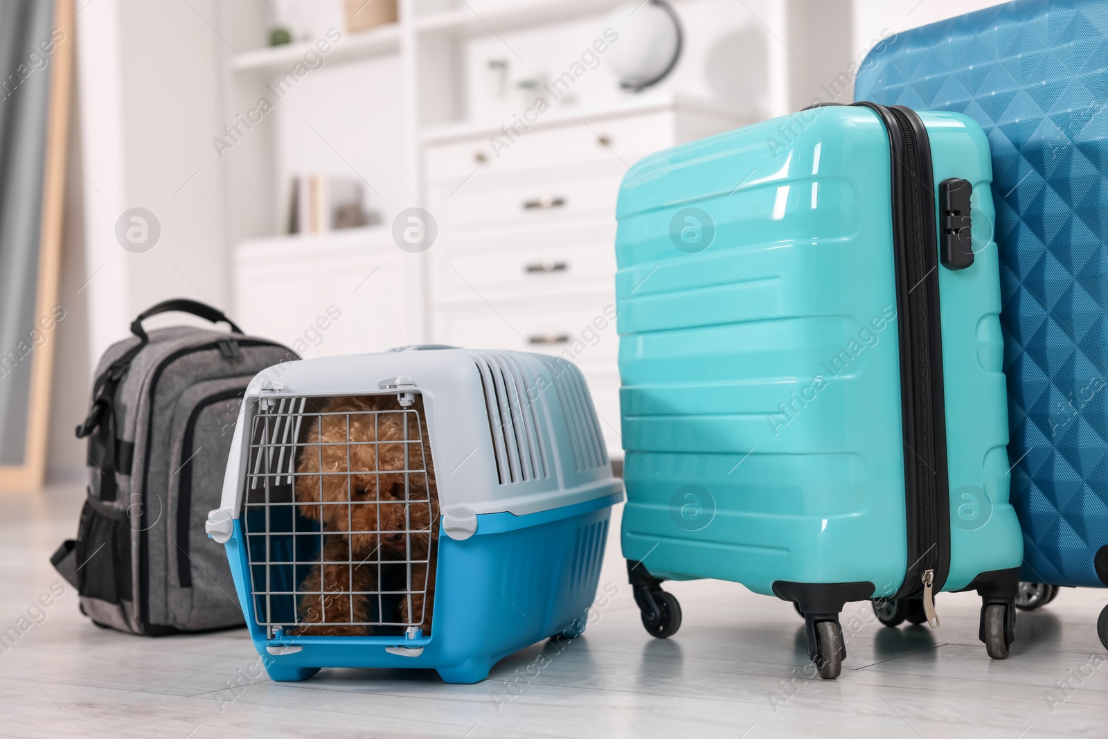 Photo of Travel with pet. Cute dog in carrier among suitcases at home