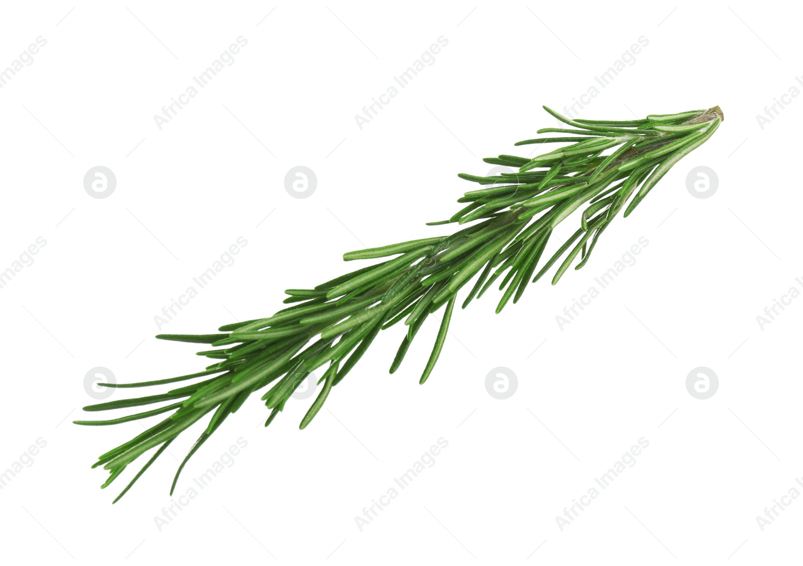 Photo of Fresh green rosemary isolated on white. Aromatic herb