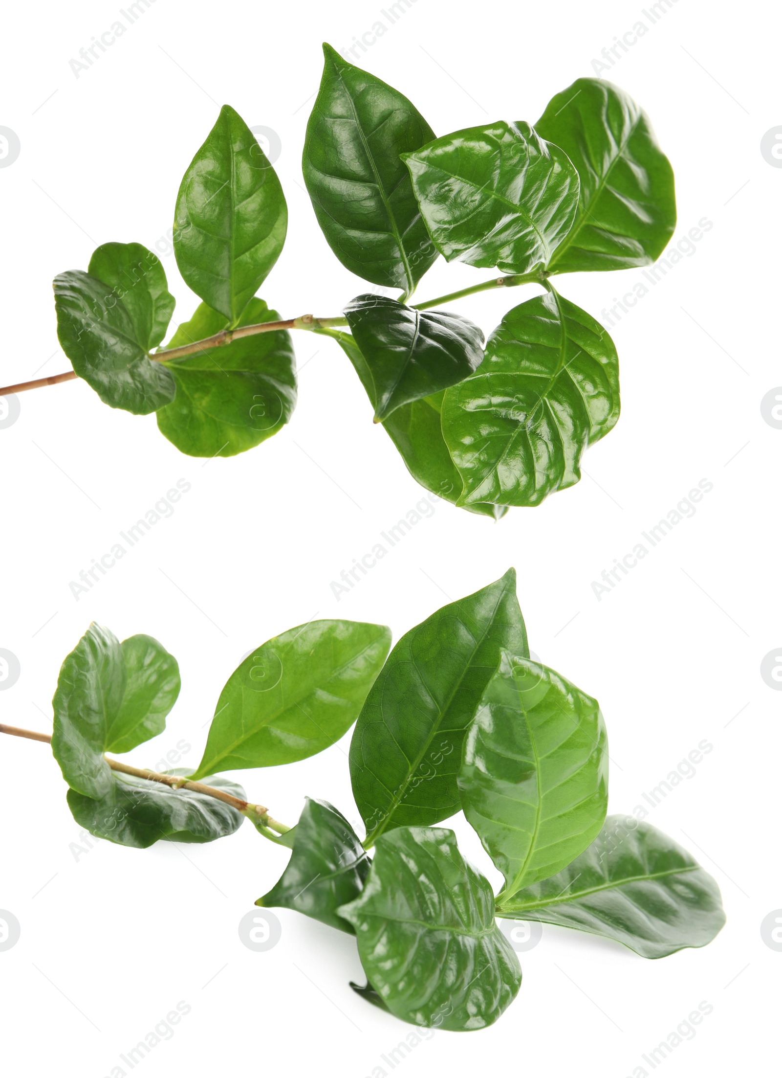 Image of Branches with fresh green leaves of coffee plant on white background, collage
