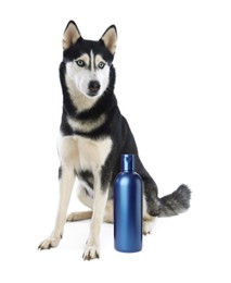 Image of Cute Siberian Husky dog and bottle of pet shampoo on white background