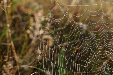 Closeup view of cobweb with dew drops on plants outdoors