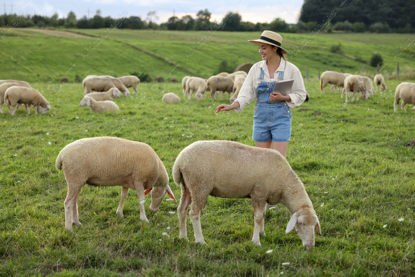 Photo of Smiling woman with tablet and sheep on pasture at farm