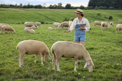 Smiling woman with tablet and sheep on pasture at farm
